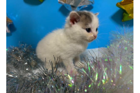 成約済の大阪府のスコティッシュフォールド-68374の1枚目